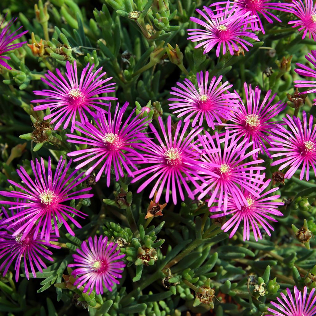 Punapiikkipäivikki - Delosperma cooperi
