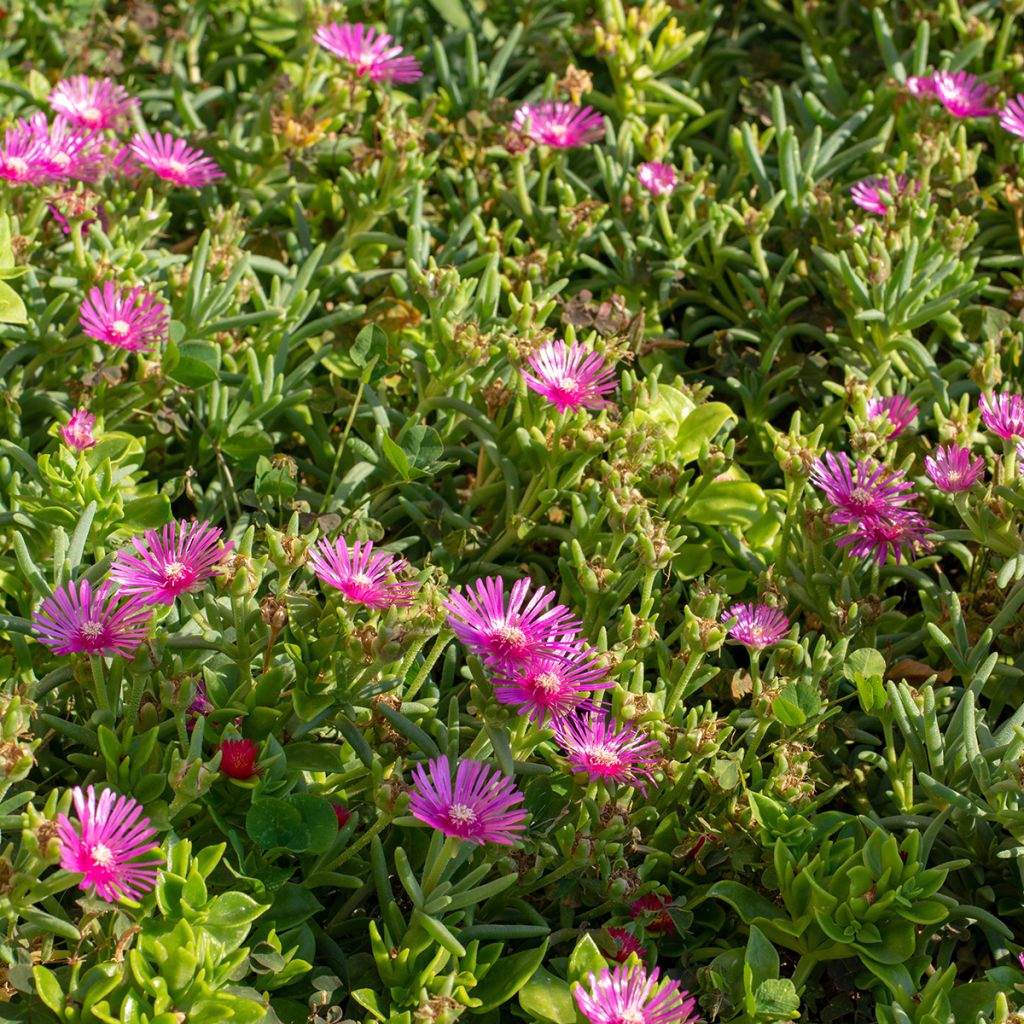 Punapiikkipäivikki - Delosperma cooperi