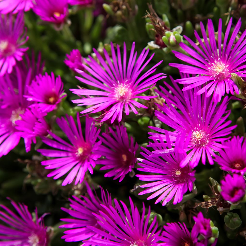 Punapiikkipäivikki - Delosperma cooperi