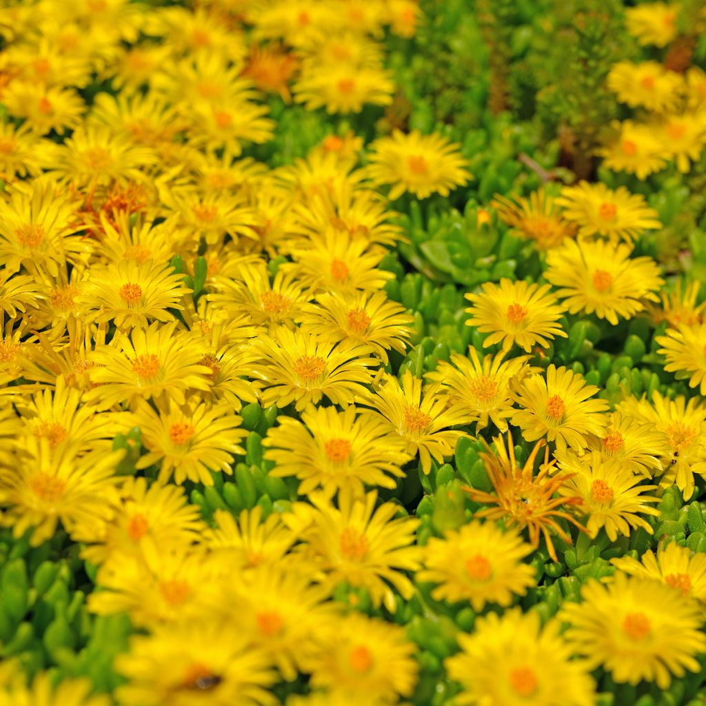 Piikkipäivikki - Delosperma lineare