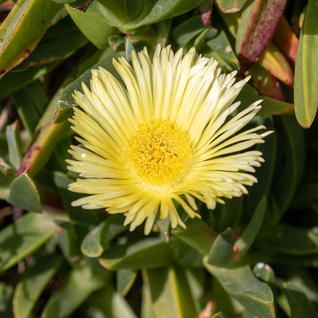 Piikkipäivikki - Delosperma lineare