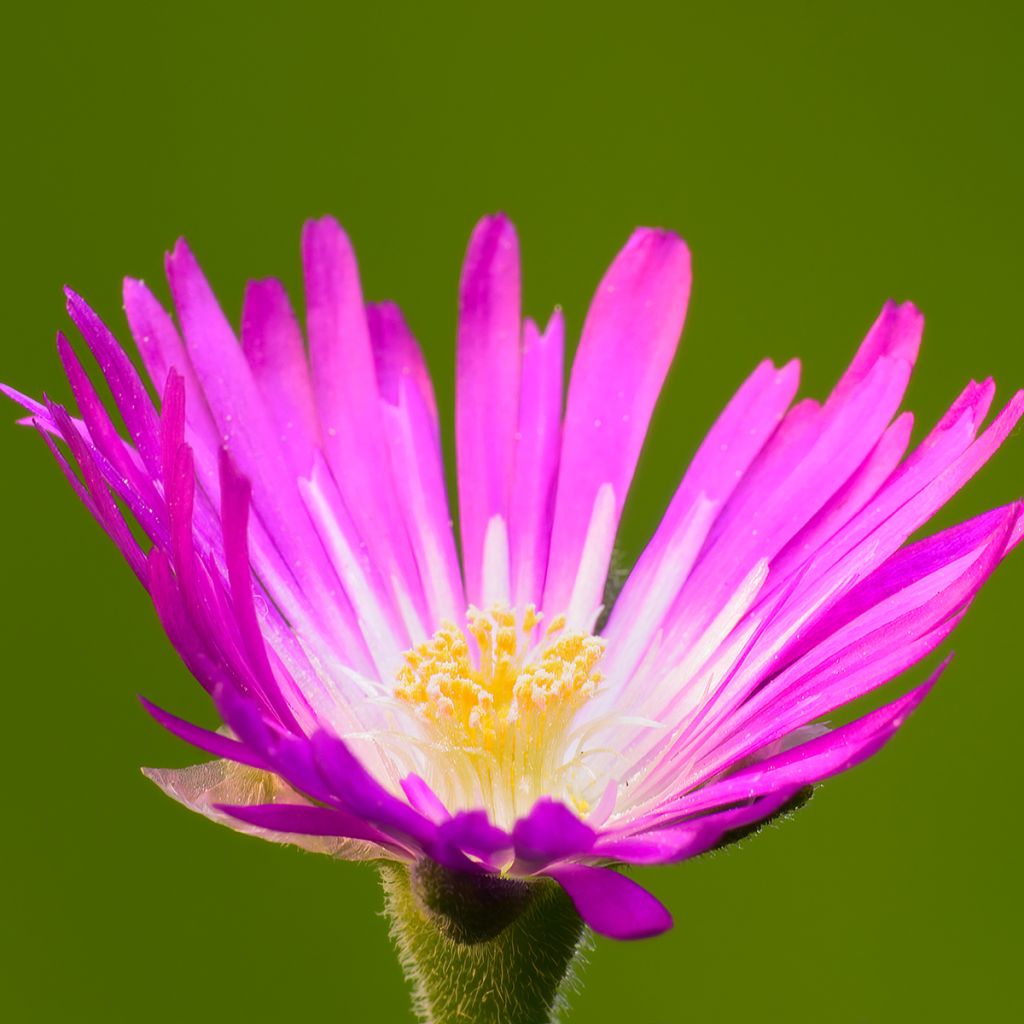 Punapiikkipäivikki - Delosperma sutherlandii