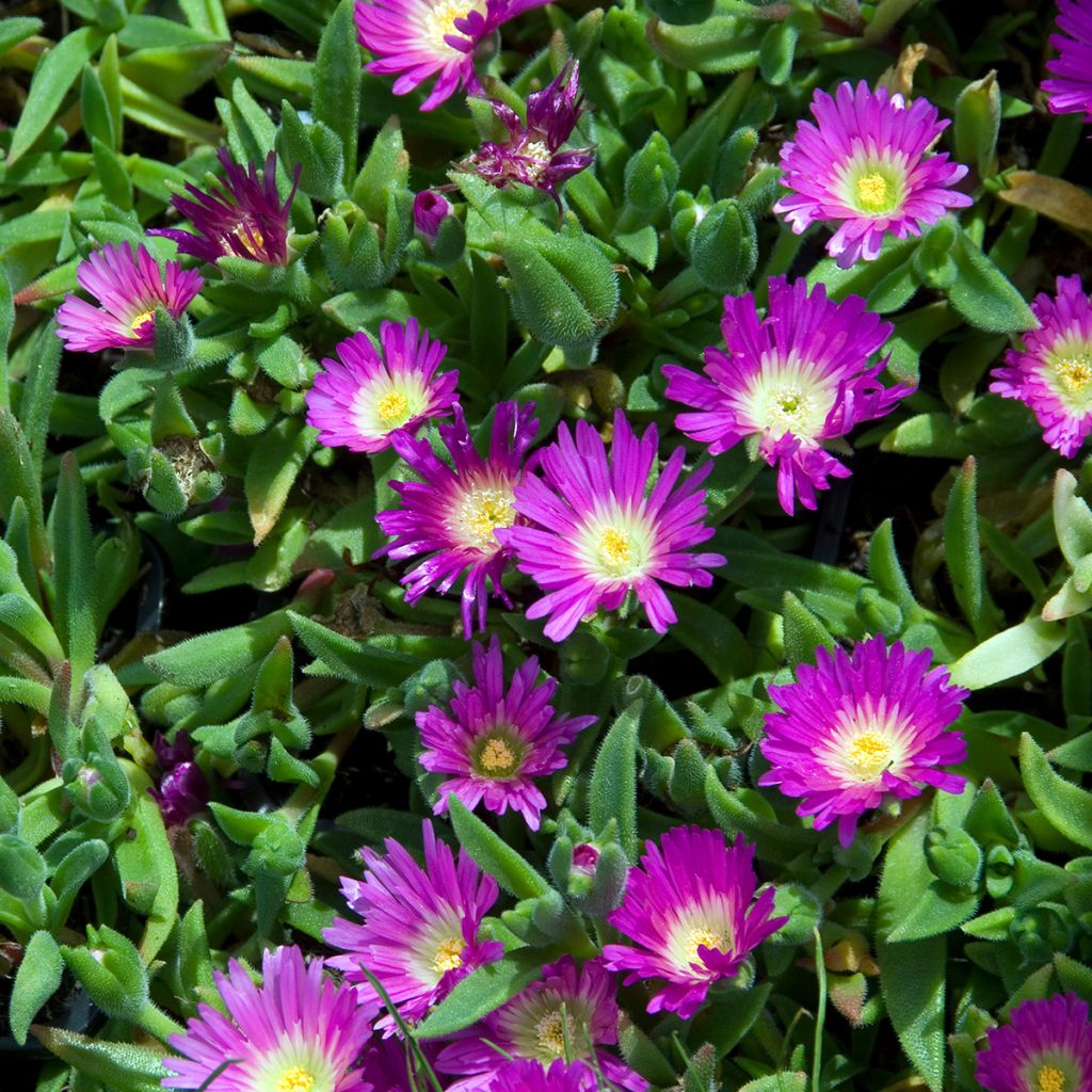 Punapiikkipäivikki - Delosperma sutherlandii