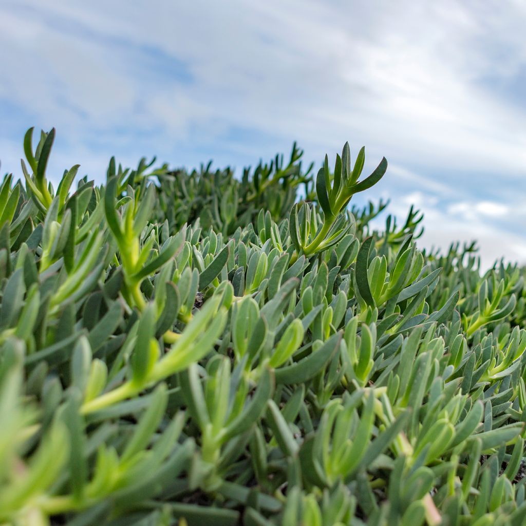 Punapiikkipäivikki - Delosperma sutherlandii