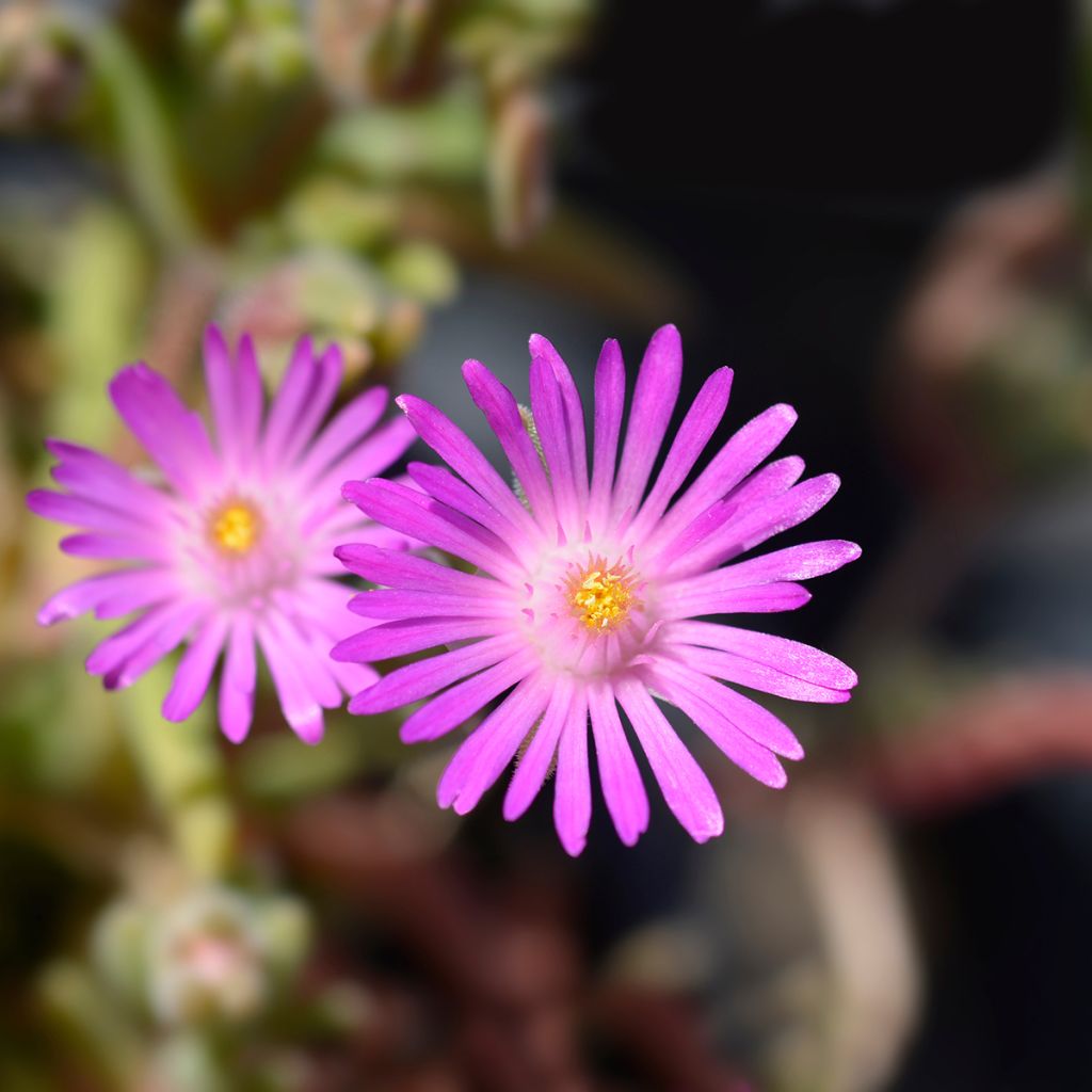Punapiikkipäivikki - Delosperma sutherlandii
