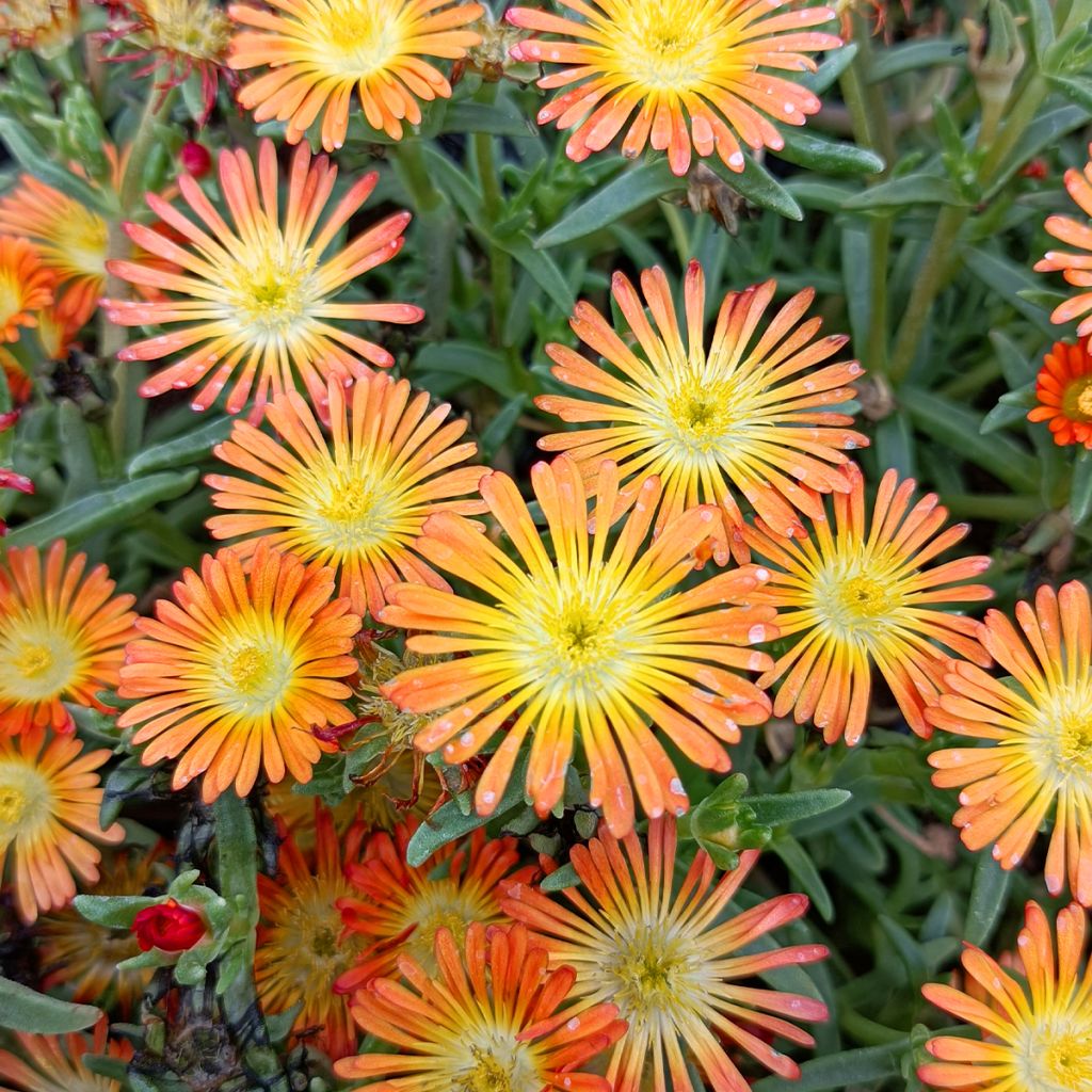 Piikkipäivikki Wheels of Wonder Orange