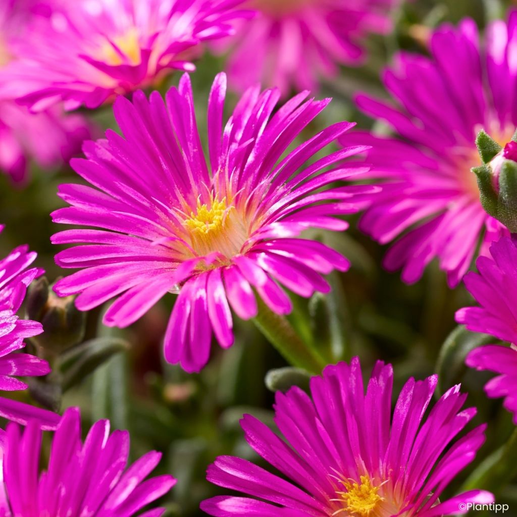 Piikkipäiviki Ocean Sunset Violet