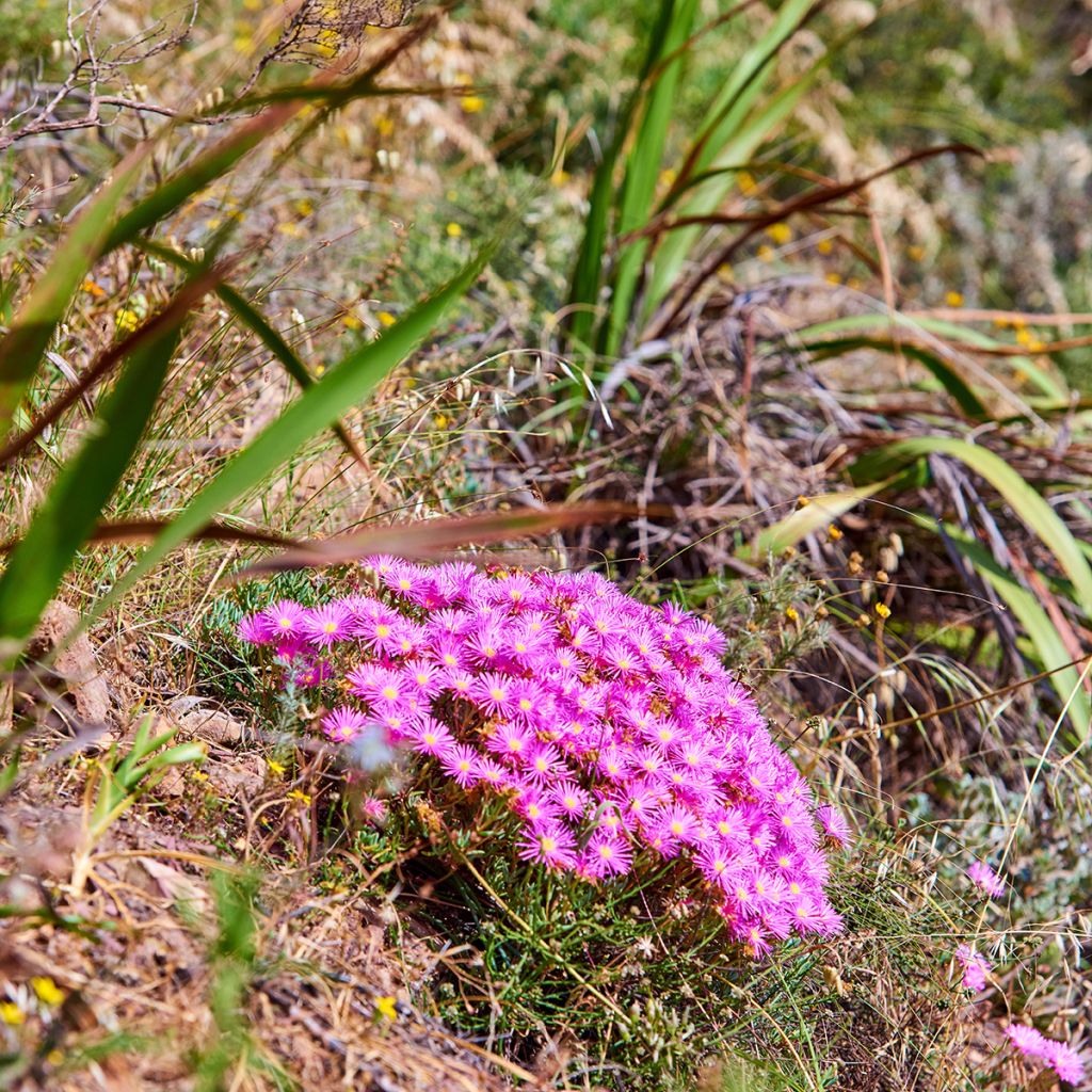 Punapiikkipäivikki - Delosperma cooperi
