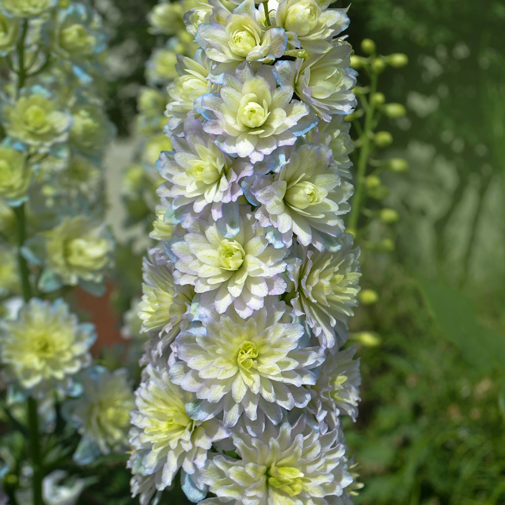 Tarharitarinkannus Crystal Delight