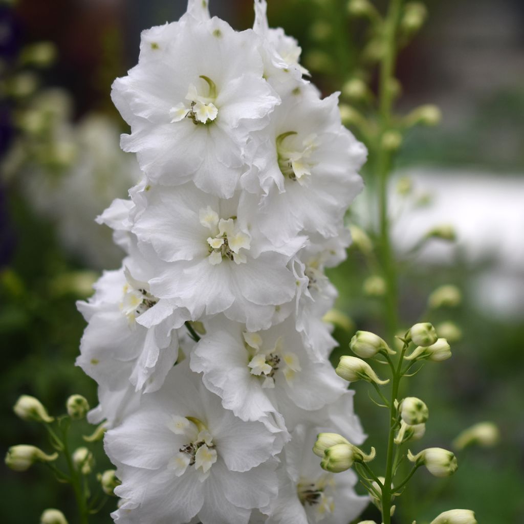 Tarharitarinkannus Guardian White