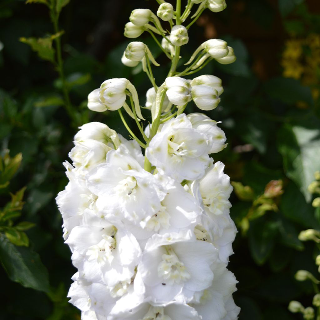 Tarharitarinkannus Guardian White