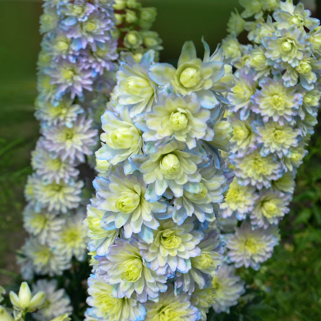 Ritarinkannus Highlander Sweet Sensation