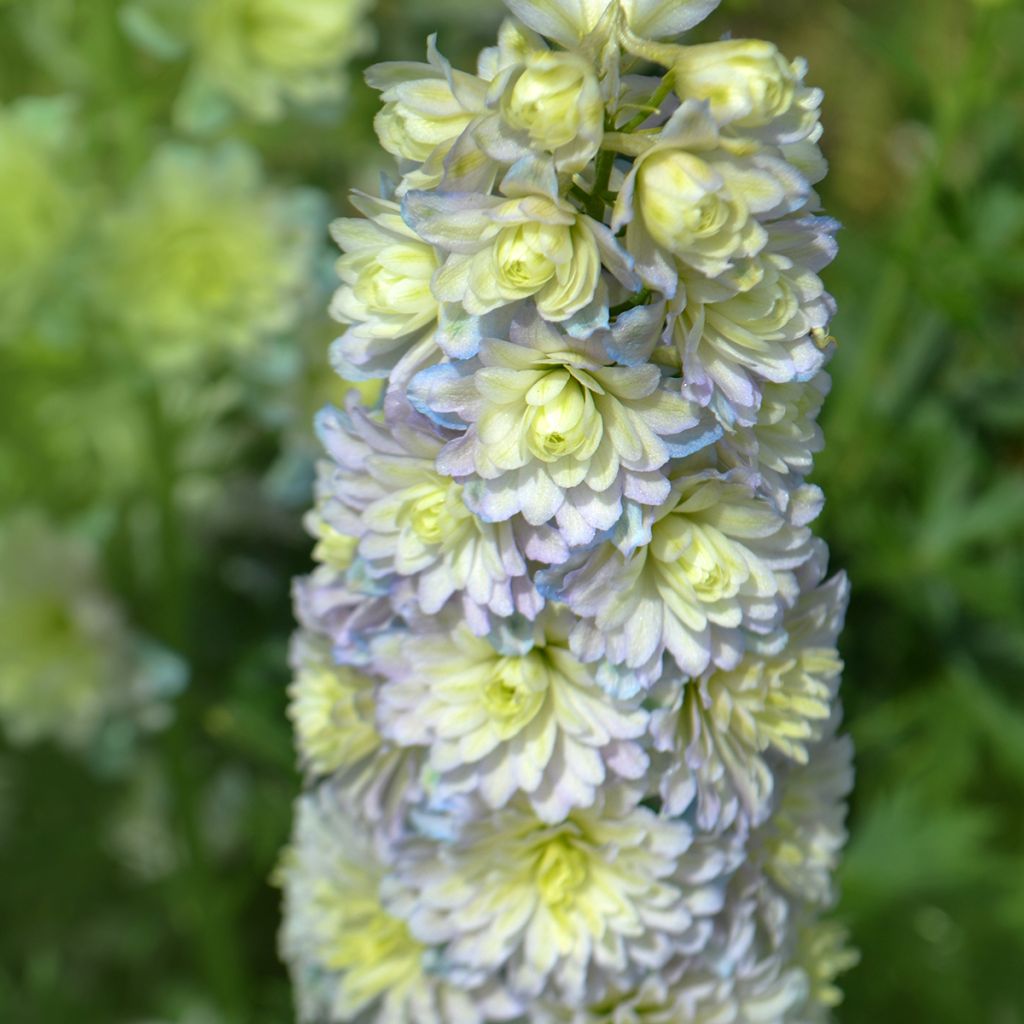 Ritarinkannus Highlander Sweet Sensation