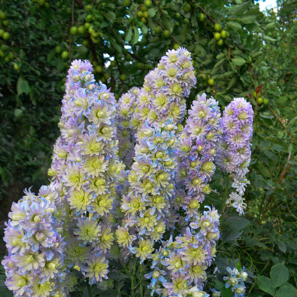 Ritarinkannus Highlander Sweet Sensation