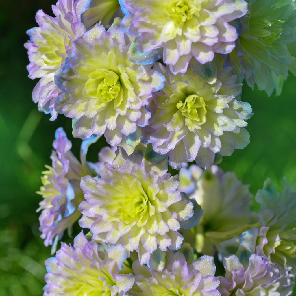 Ritarinkannus Highlander Sweet Sensation