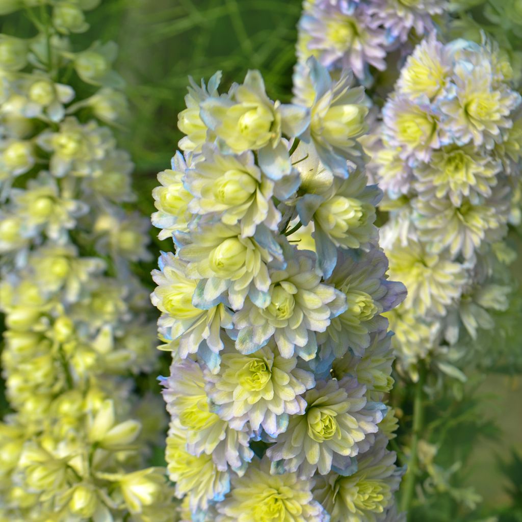 Ritarinkannus Highlander Sweet Sensation