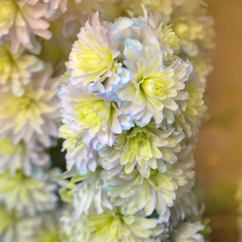 Ritarinkannus Highlander Sweet Sensation