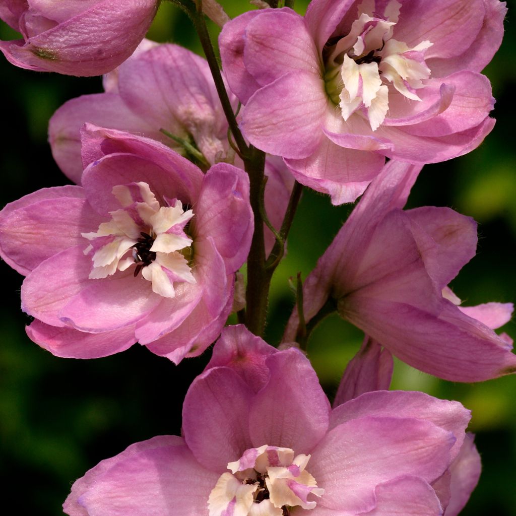 Tarharitarinkannus Astolat