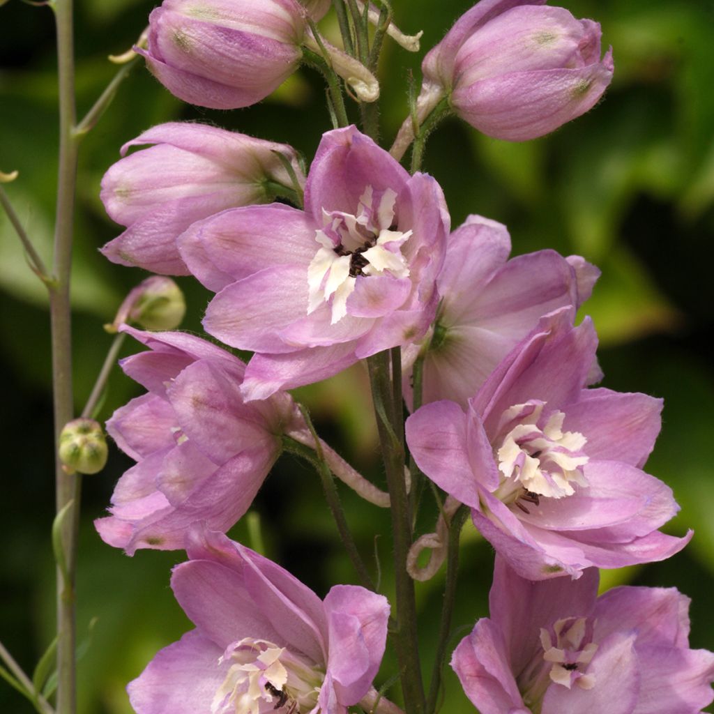 Tarharitarinkannus Astolat