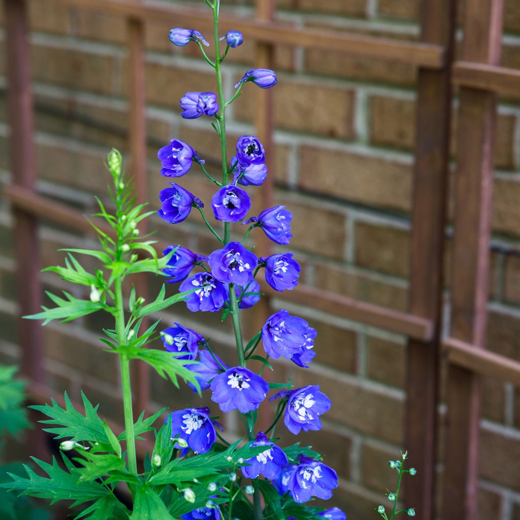 Tarharitarinkannus Blue Bird