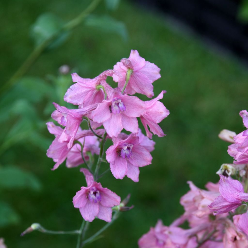 Ritarinkannus Pink Sensation