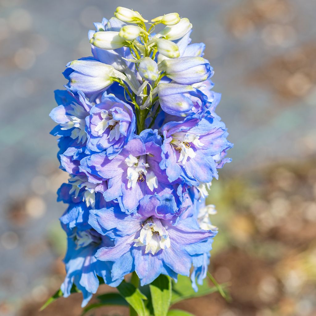 Tarharitarinkannus Magic Fountain Sky Blue-White Bee