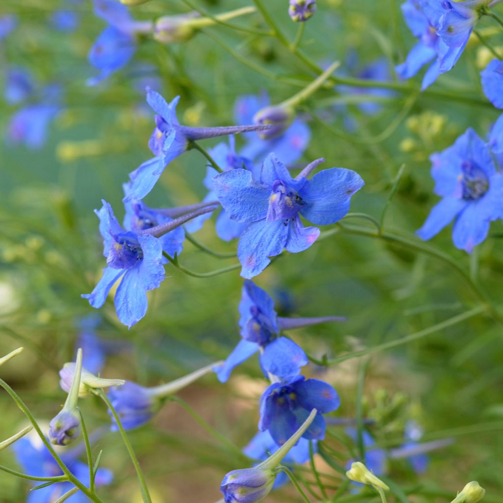 Kiinanritarinkannus Blauer Zwerg