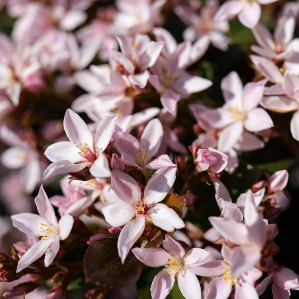 Nietospensas Yuki Cherry Blossom