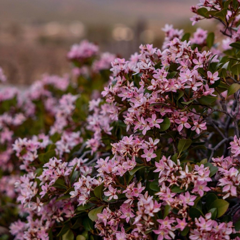 Nietospensas Yuki Cherry Blossom