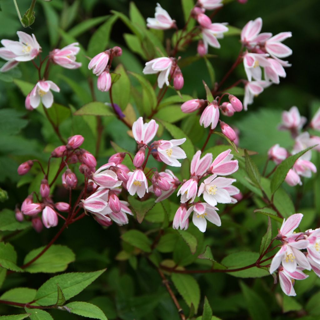 Nietospensas Yuki Cherry Blossom