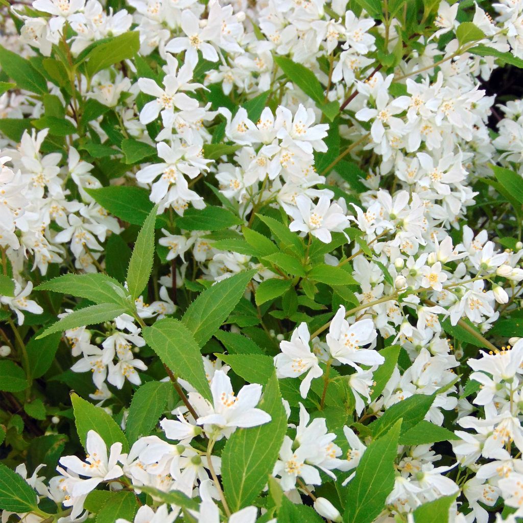 Nietospensas Yuki Snowflake