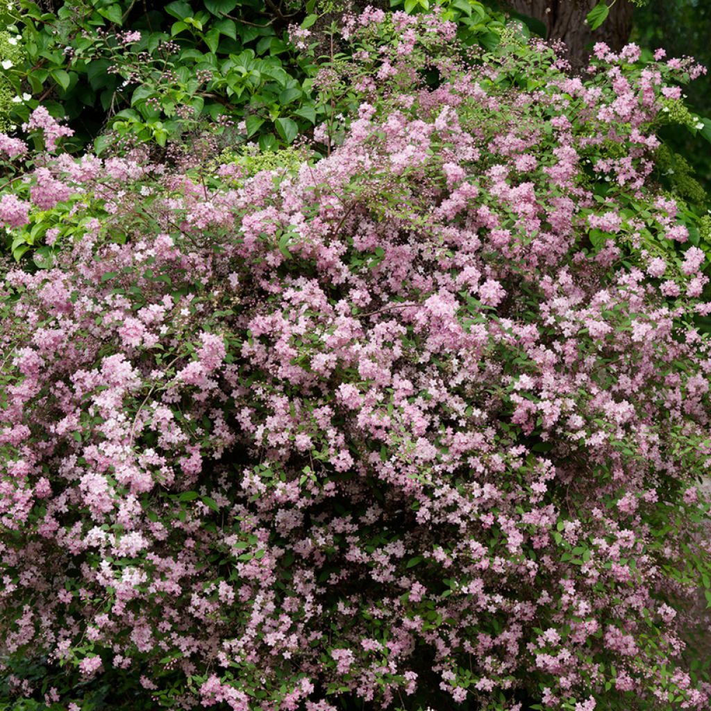 Nietospensas Rosealind