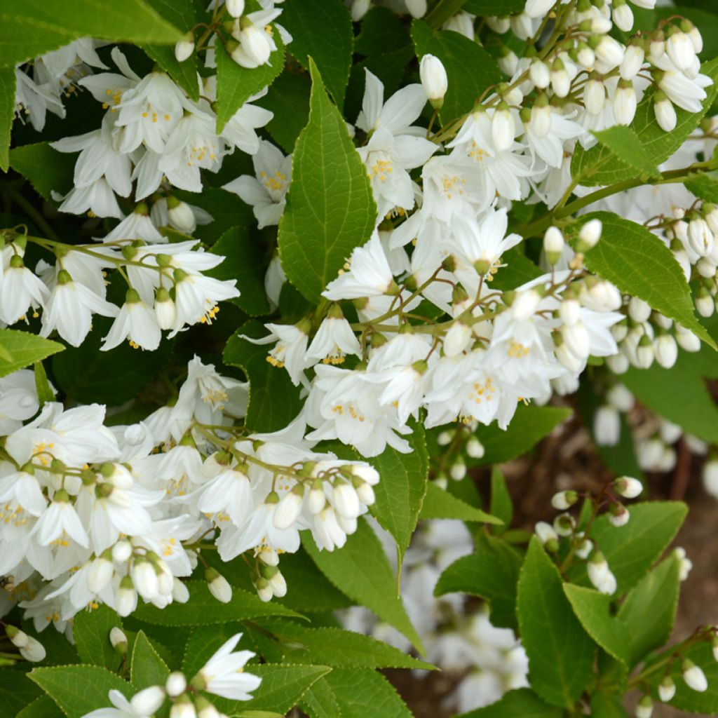 Sironietospensas - Deutzia gracilis