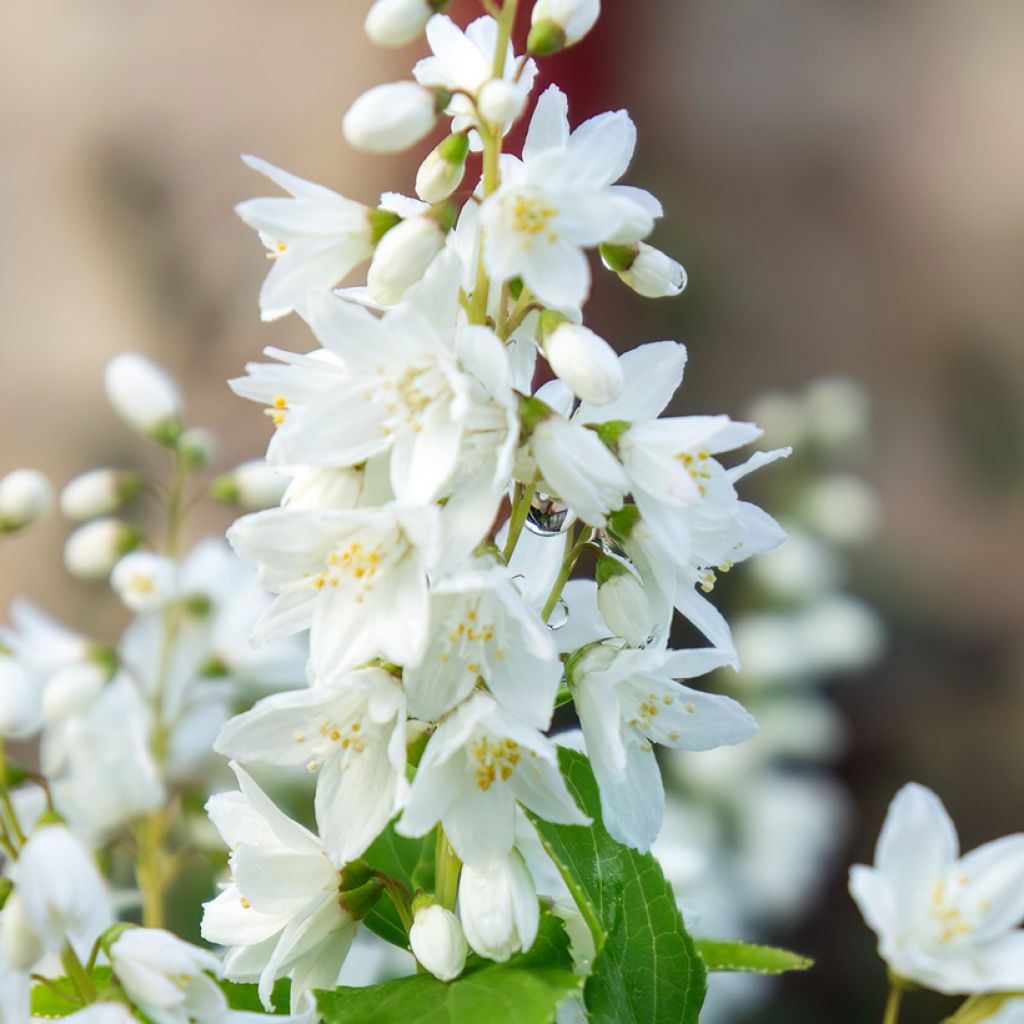 Sironietospensas - Deutzia gracilis