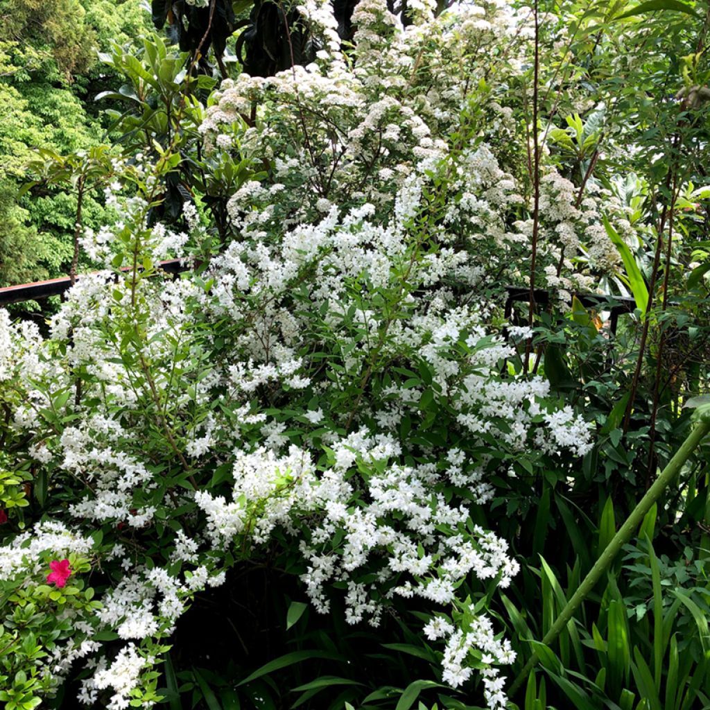 Sironietospensas - Deutzia gracilis