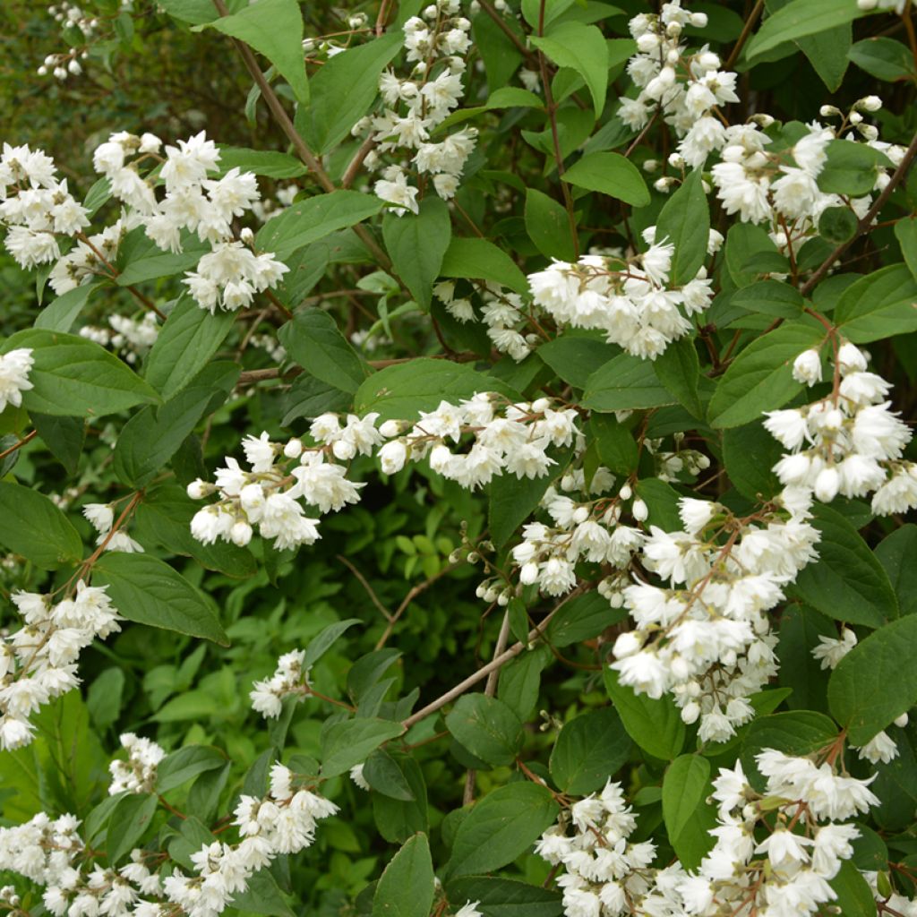 Sironietospensas - Deutzia gracilis