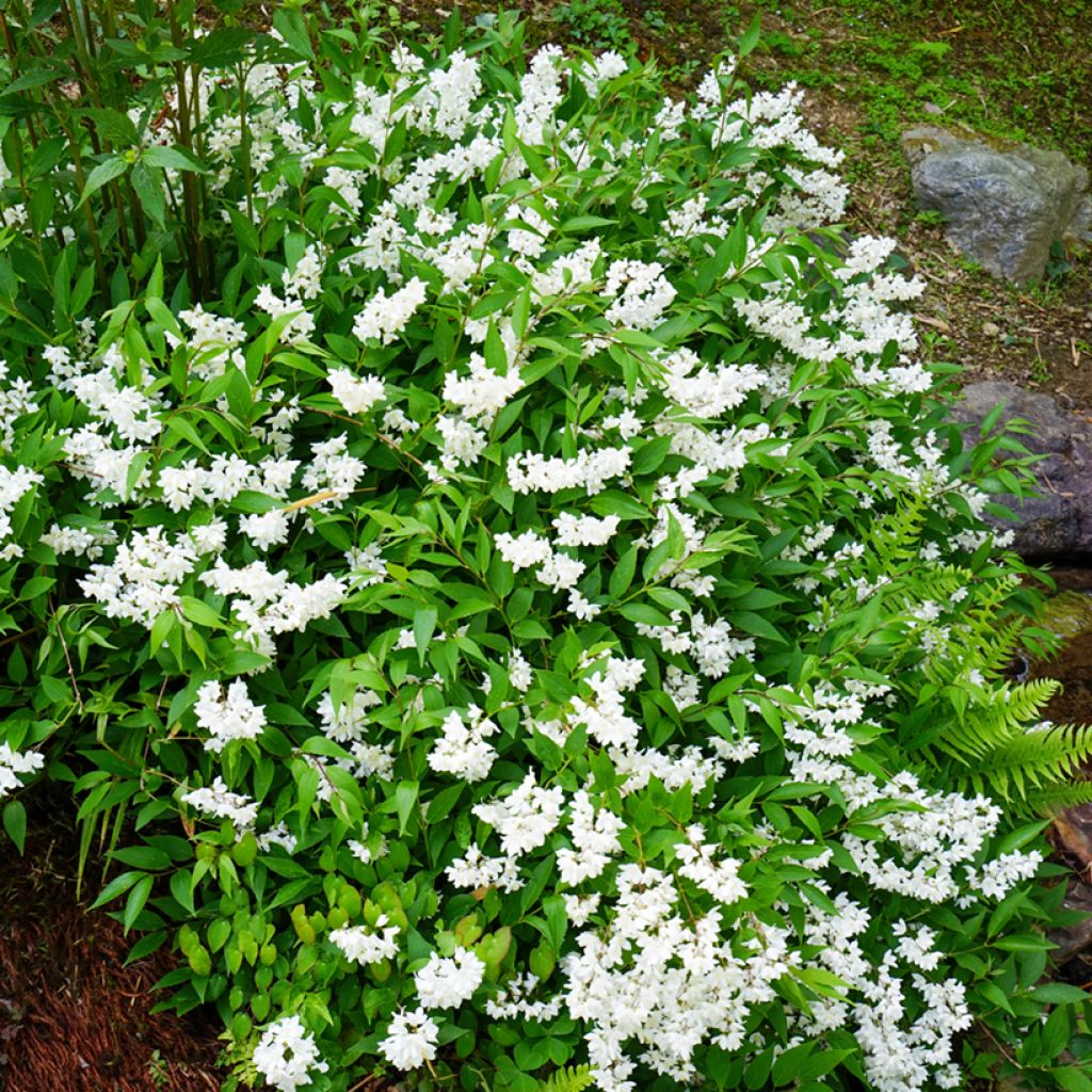 Sironietospensas - Deutzia gracilis