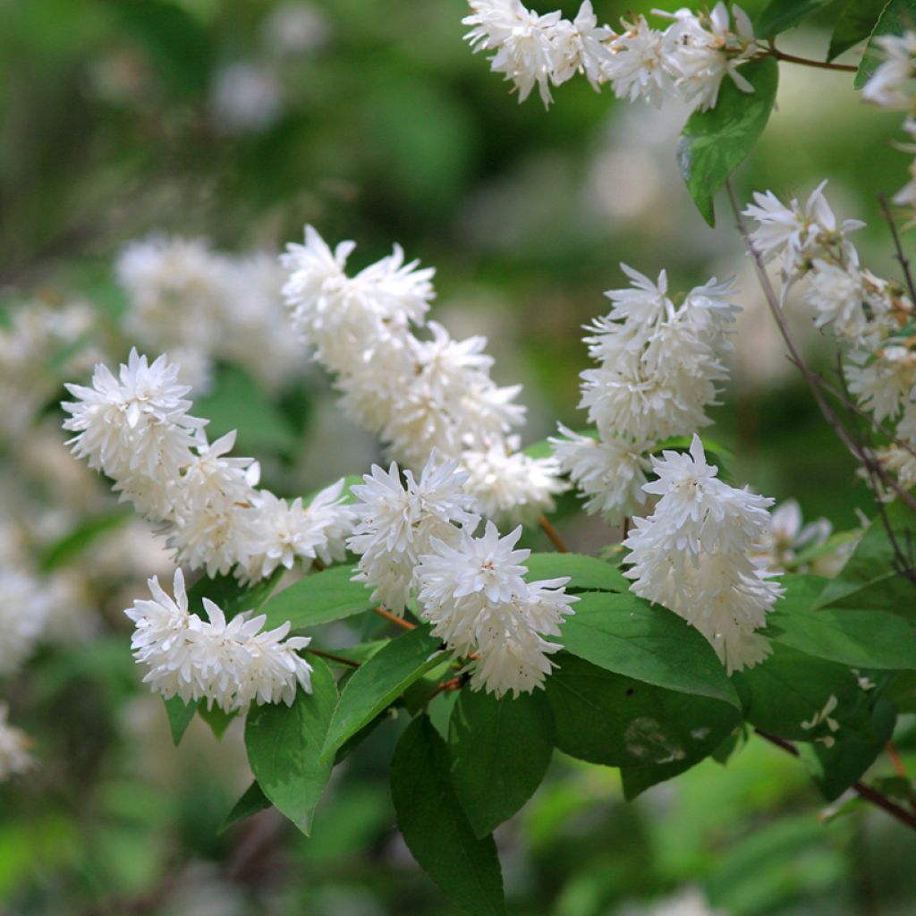 Nietospensas - Deutzia x magnifica