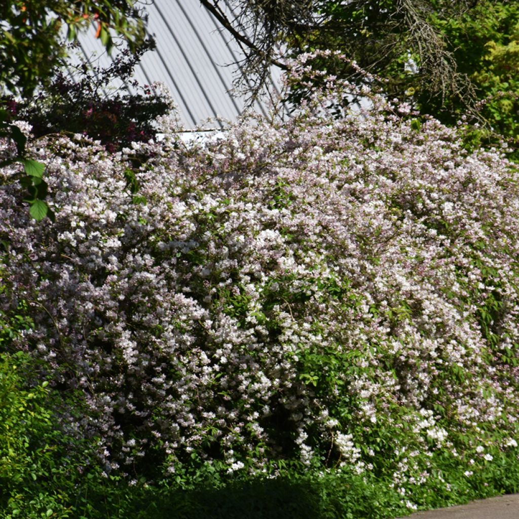 Nietospensas Campanulata