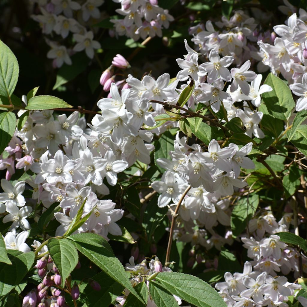 Nietospensas Campanulata