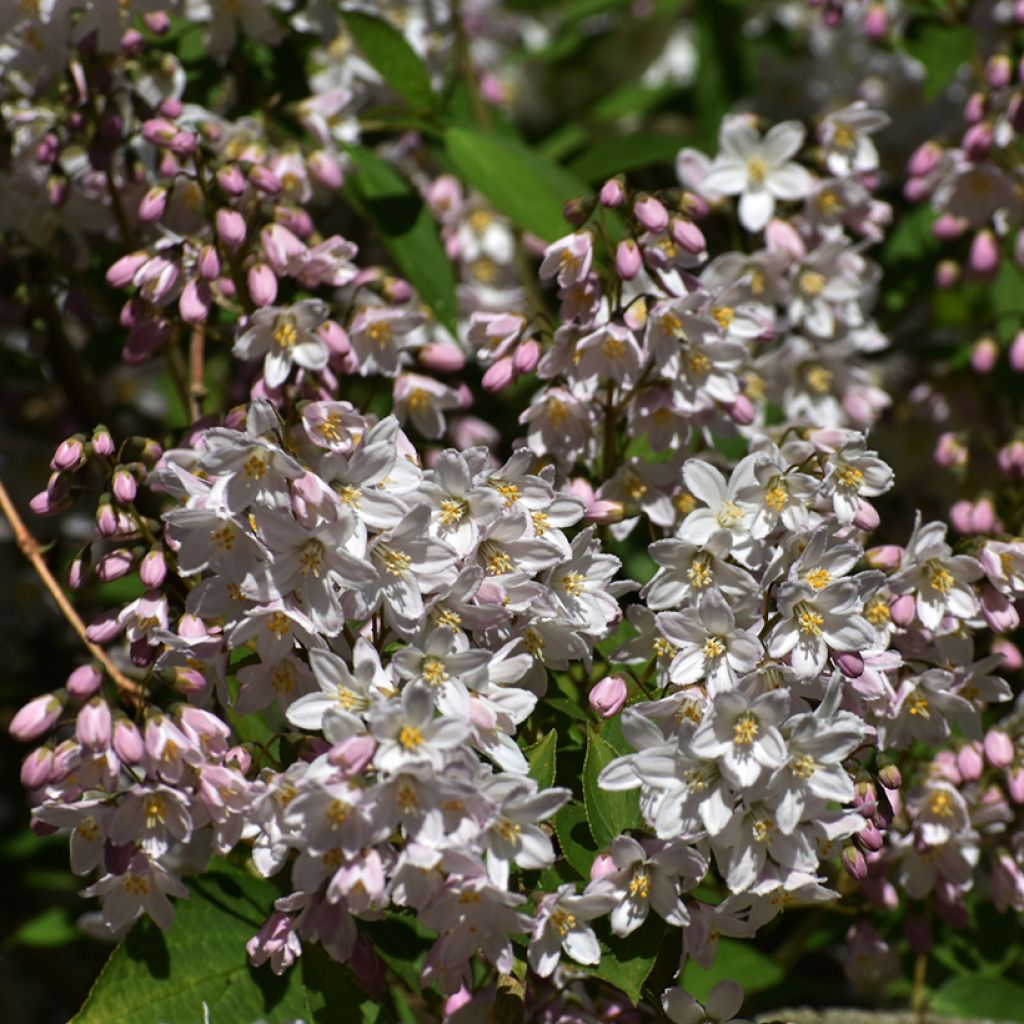 Nietospensas Campanulata