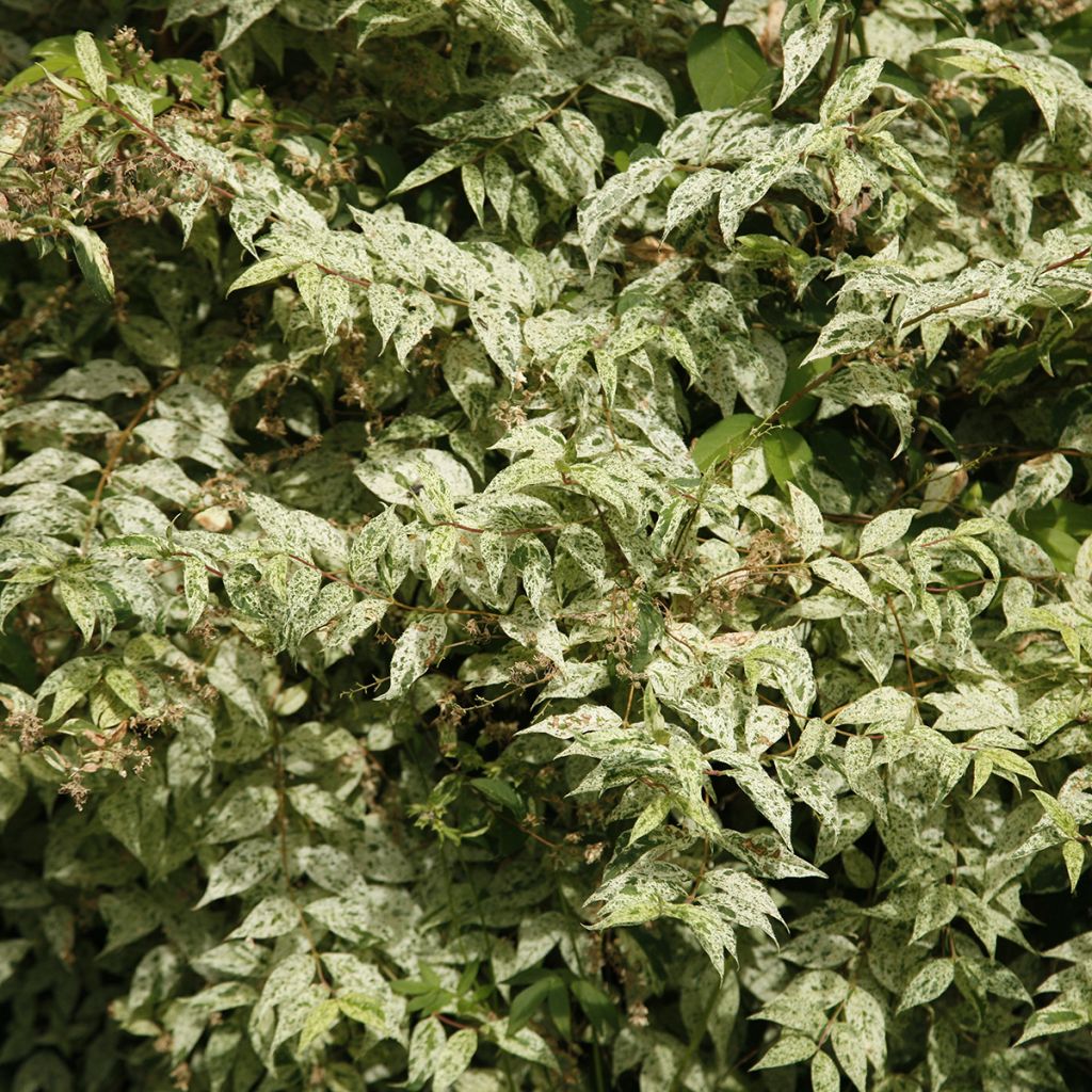 Nietospensas Punctata