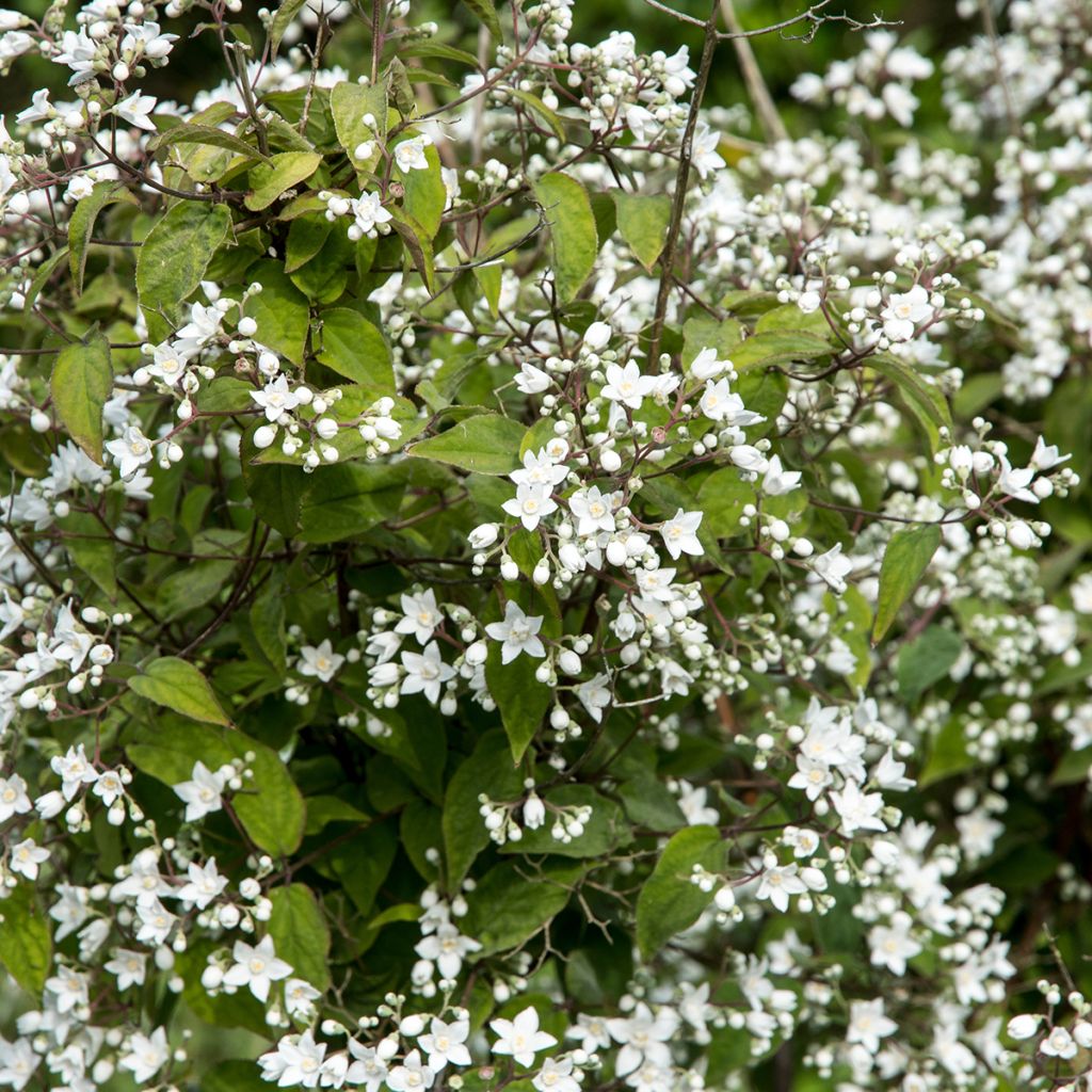 Nietospensas - Deutzia setchuenensis var. corymbiflora