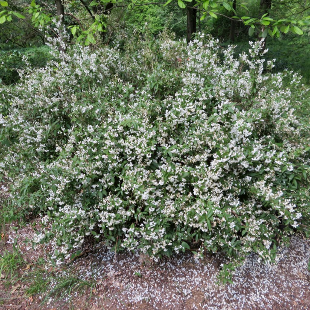 Nietospensas - Deutzia x lemoinei
