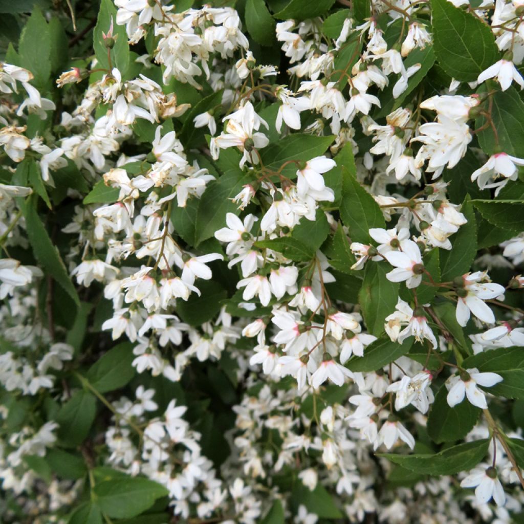 Nietospensas - Deutzia x lemoinei