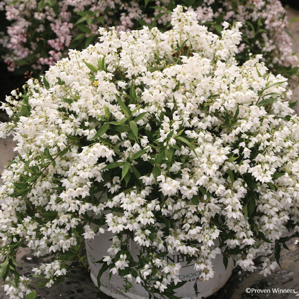 Nietospensas Yuki Snowflake