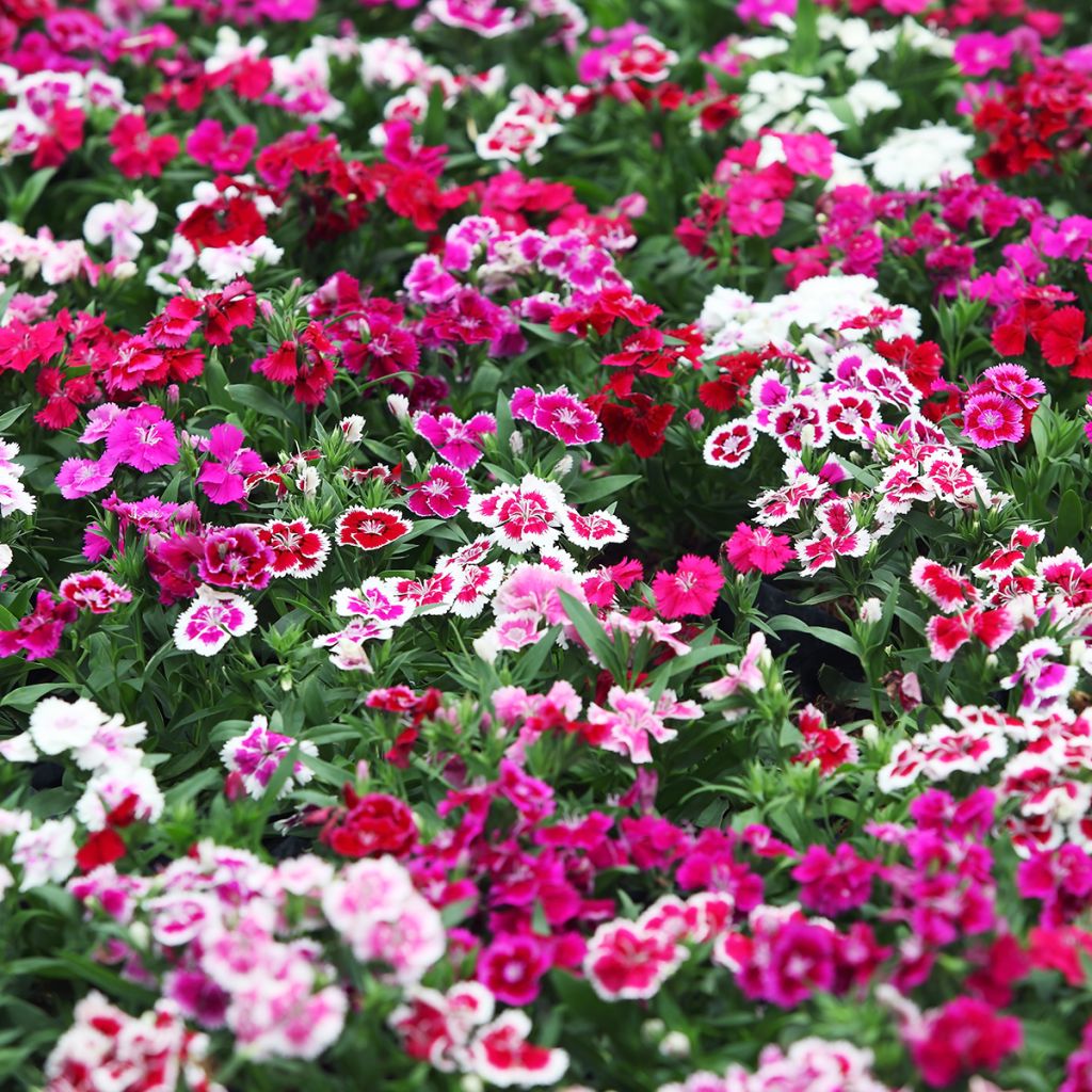 Harjaneilikka Indian Carpet Mixed (siemenet)
