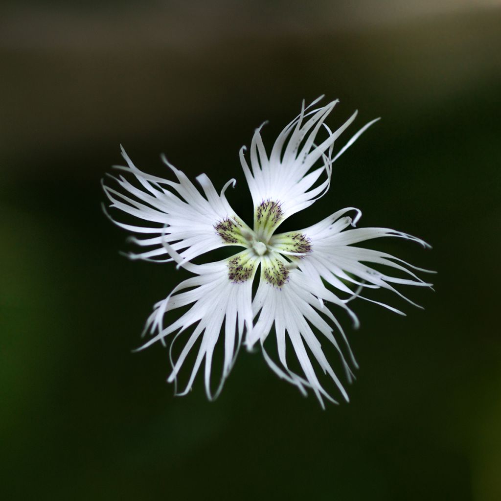 Hietaneilikka - Dianthus arenarius