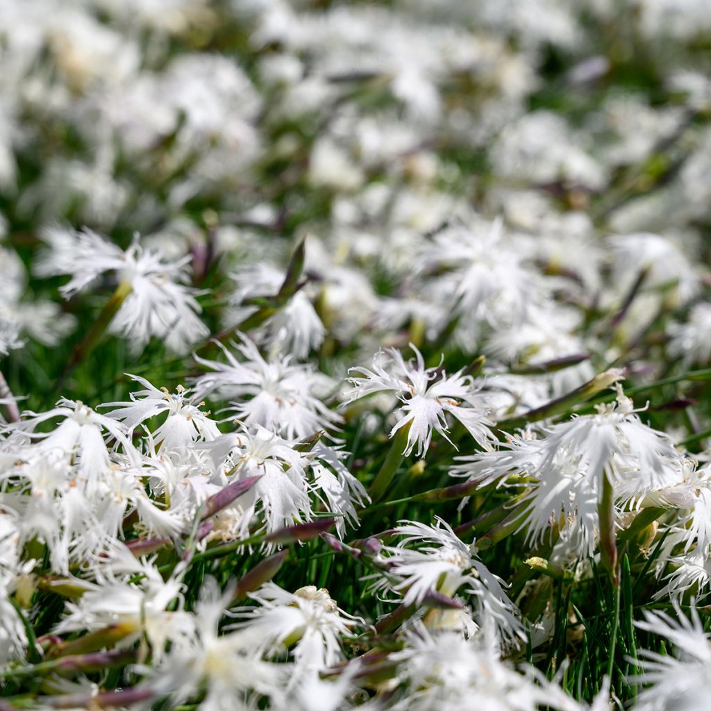 Hietaneilikka - Dianthus arenarius