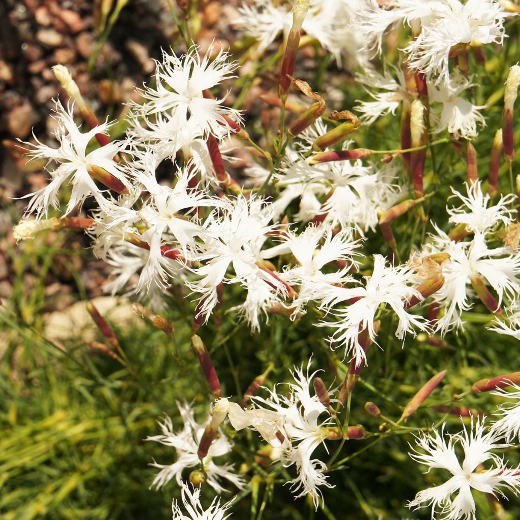 Hietaneilikka - Dianthus arenarius